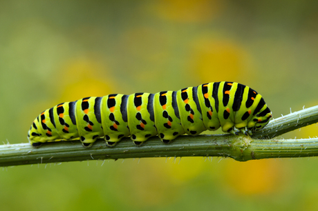 Rups Koninginnenpage