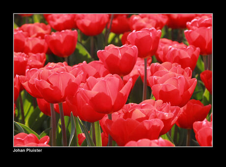 Tulp in de zon