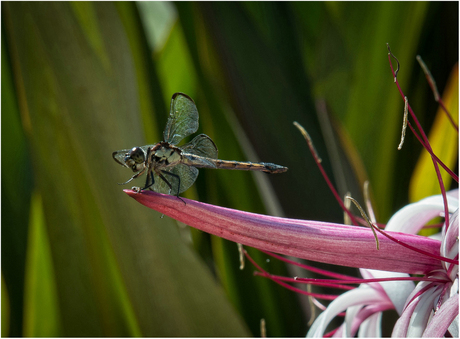 Libelle