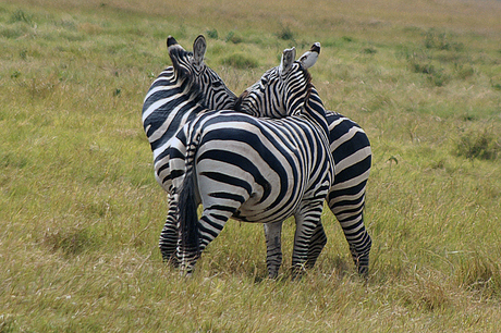 zebra's kenia