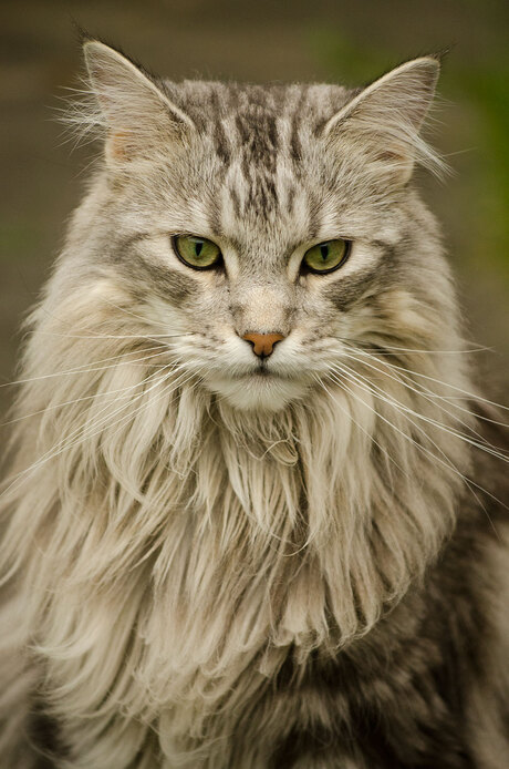 Morris de Maine Coon