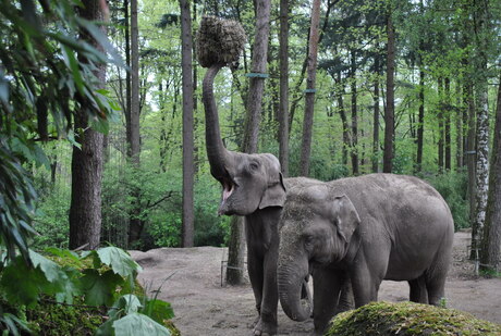 burgers zoo