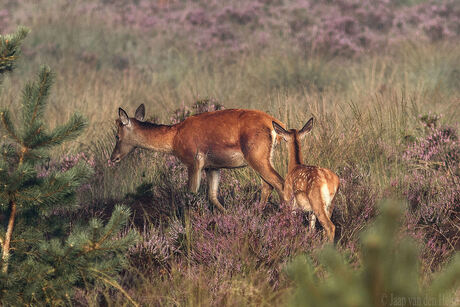 Red Deer and Young