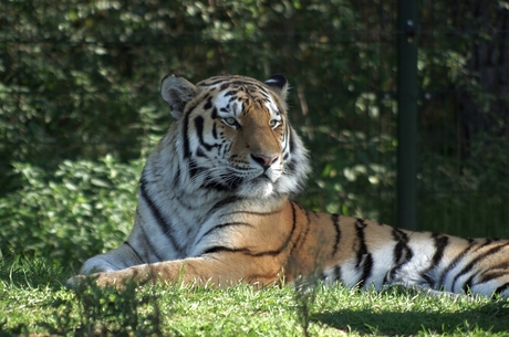 Tiger (1)