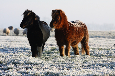 Besneeuwde shetjes