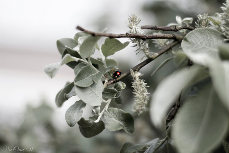 Lady bug