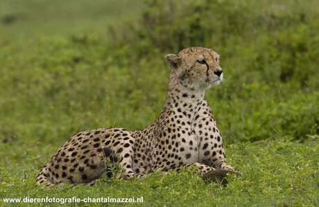 Een cheetah in de Ngorongorokrater in Tanzania