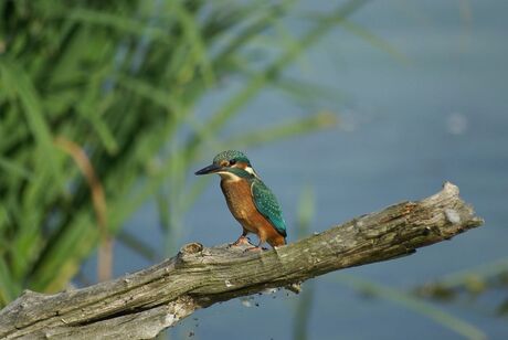 IJsvogel op tak