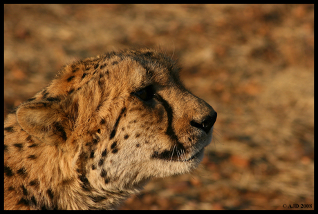 Laatste cheetah