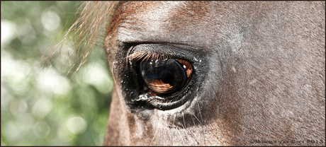 What's in a horses eye.jpg