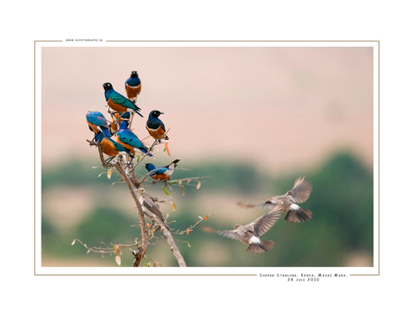 Superb Starling, Kenia