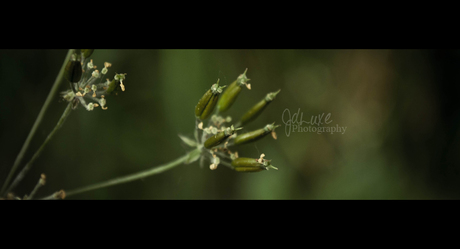 Meer bloemknopjes