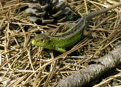 Hagedisje