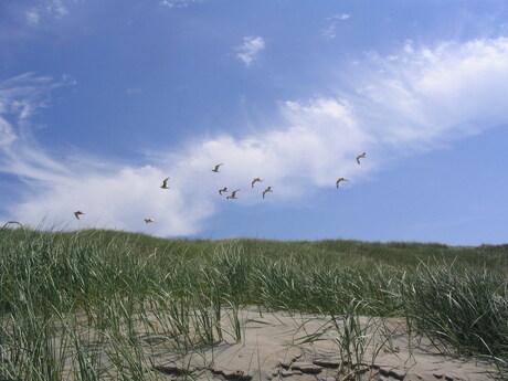 Vogels boven de duinen