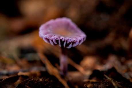 Paarse paddenstoel