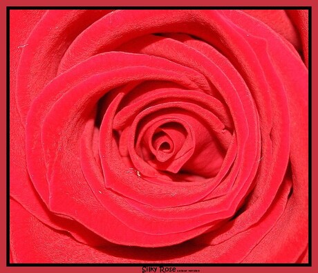 Silky Rose, colour version