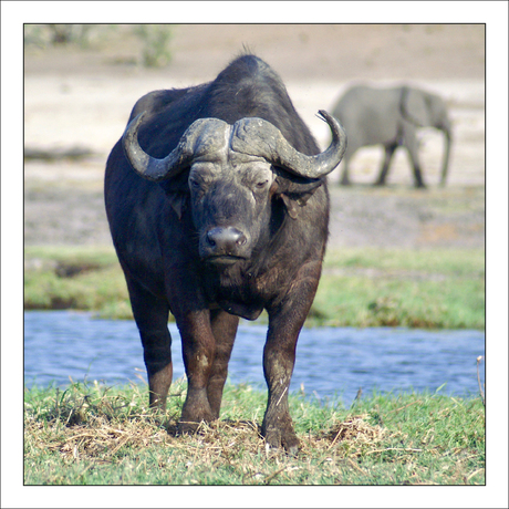 Kaffer buffel