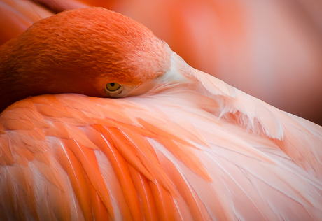Flamingo in alerte rust