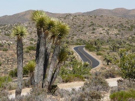 Joshua Tree National Park