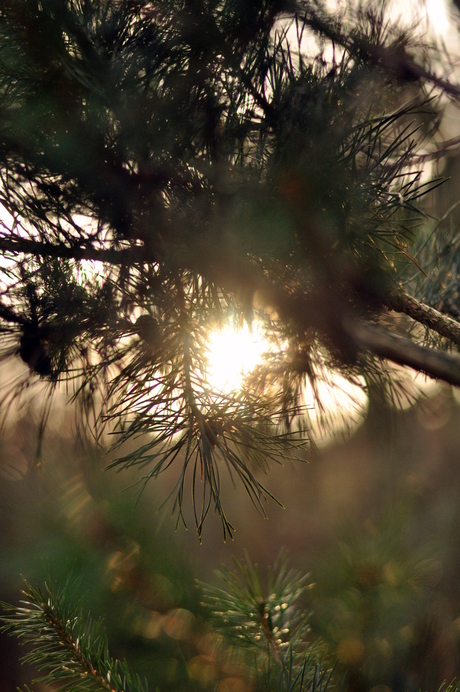 zie de zon schijnt door de bomen