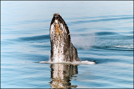 Nieuwsgierige walvis