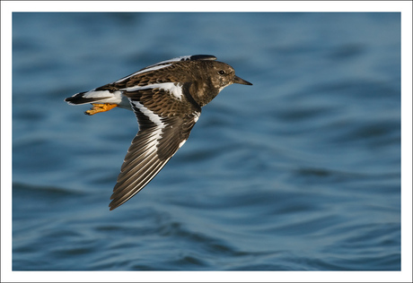 Flying Turnstone