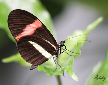 tropische vlinder