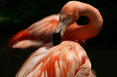 Flamingo in Zoo Parc Overloon