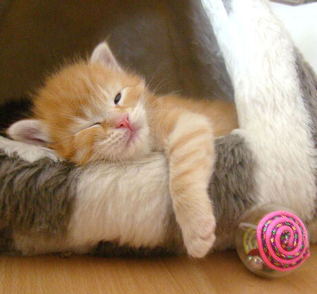 noorse boskat kitten, 4 weken oud