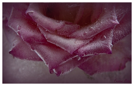 frozen rose 2