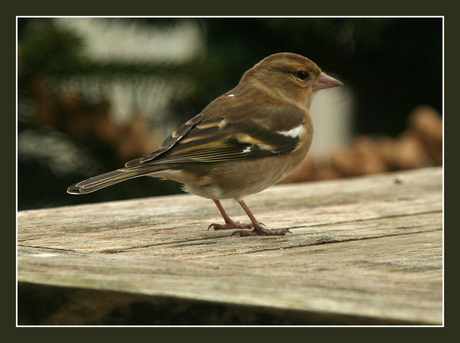 Op de tuintafel