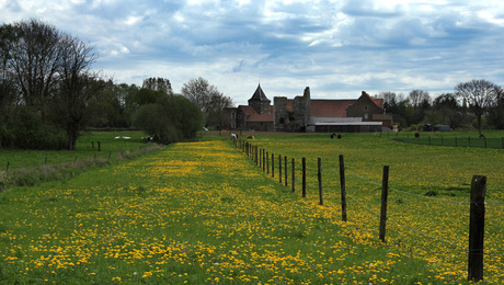 Dandelion - Grâce-Hollogne