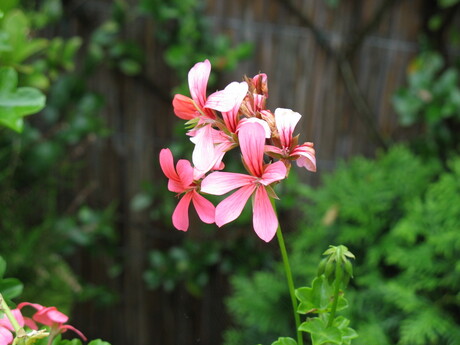 bloemetje