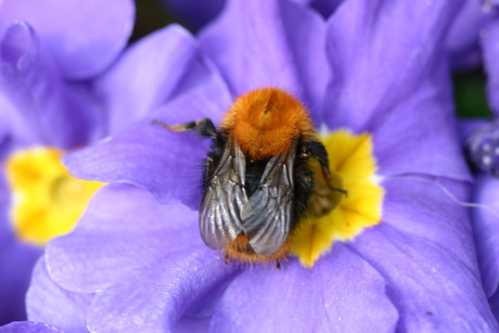 Hommel