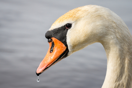 Portret van een zwaan