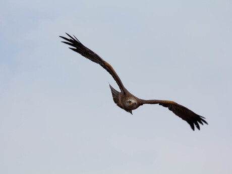 Rode Wouw mid vlucht