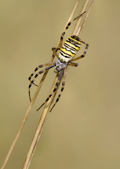 Tijgerspin