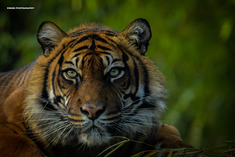 Sumatran tiger Portrait