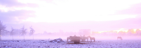 Paarden in de sneeuw