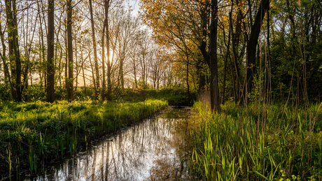 Watertje in het bos