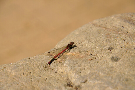 Libelle in Burgers Zoo