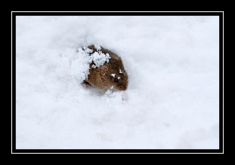veldmuisje in de koude sneeuw
