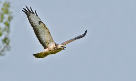 Buizerd