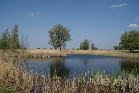 Oostvaardersplassen