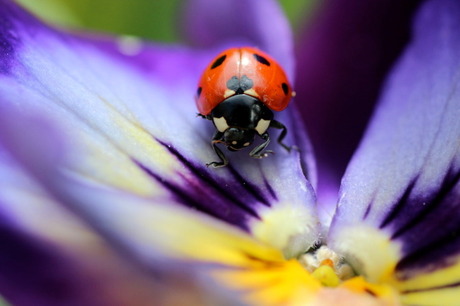 Lieveheersbeestje op paars viooltje