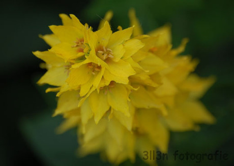 gele bloem zonder naam