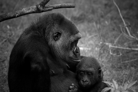 Gorilla moeder en kind in Burgers ZOO