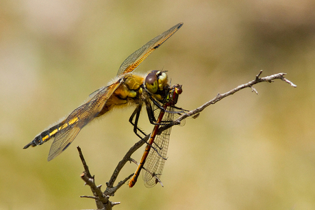 Damselfly for Dinner