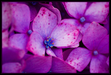 Hortensia