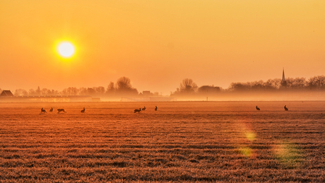 Hazenspel in het ochtendlicht